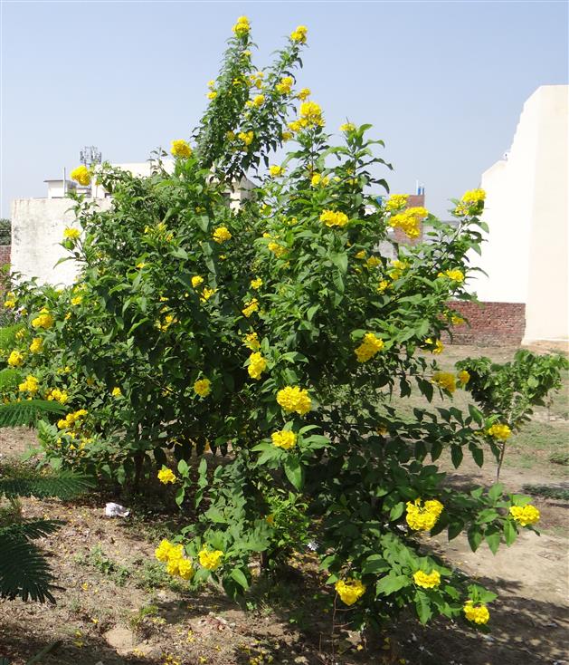 Tecoma castanifolia